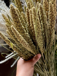 Setaria italica Hylander