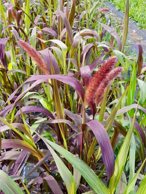Setaria italica Red Jewel