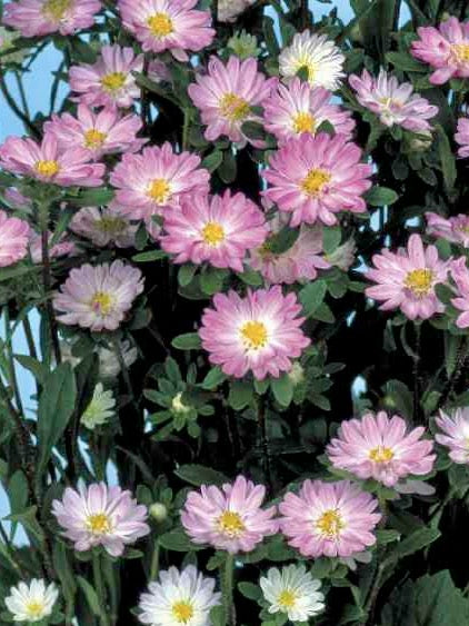 Callistephus chinensis Serenade Rose Tipped White