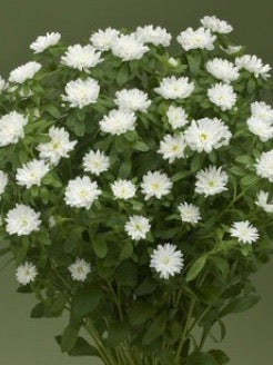 Callistephus chinensis Nina Plus White