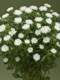 Callistephus chinensis Nina Plus White