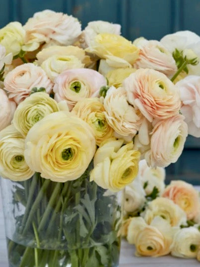 Ranunculus Amandine Wedding Pastel