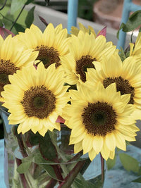 Helianthus annuus Sunrich Summer Limoncello F1