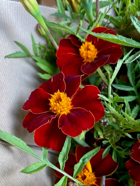 Tagetes patula Linneaus Burning Embers – Forever Green Seed & Bulb Co