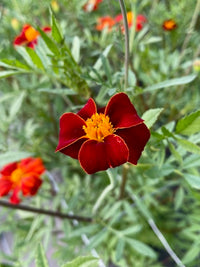 Tagetes patula Linneaus Burning Embers