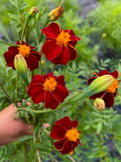 Tagetes patula Linneaus Burning Embers
