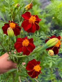 Tagetes patula Linneaus Burning Embers