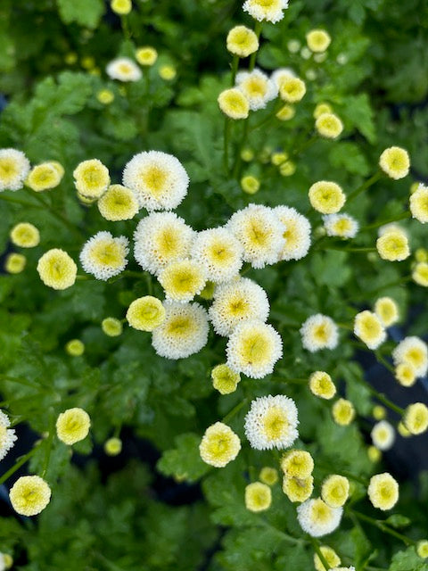 Tanacetum parthenium Baya