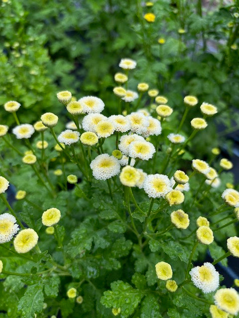 Tanacetum parthenium Baya