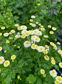 Tanacetum parthenium Baya