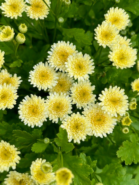 Tanacetum parthenium Orinoco