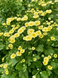 Tanacetum parthenium Orinoco