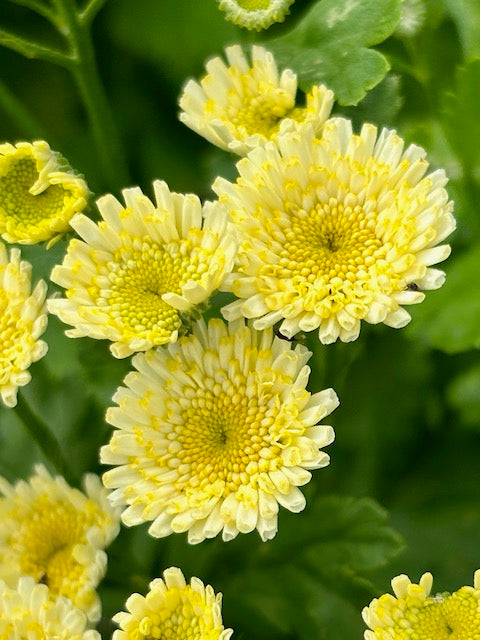 Tanacetum parthenium Orinoco
