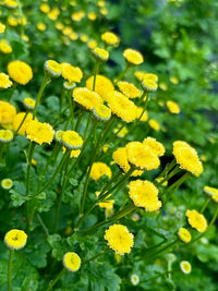 Tanacetum parthenium Amazone