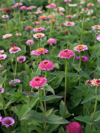 Zinnia elegans Cupcakes Pink