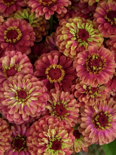 Zinnia elegans Queen Red Lime